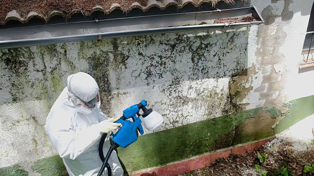 Trusted Crawl Space Mold Removal service in Feasterville Trevose, PA - Cheap Mold Removal